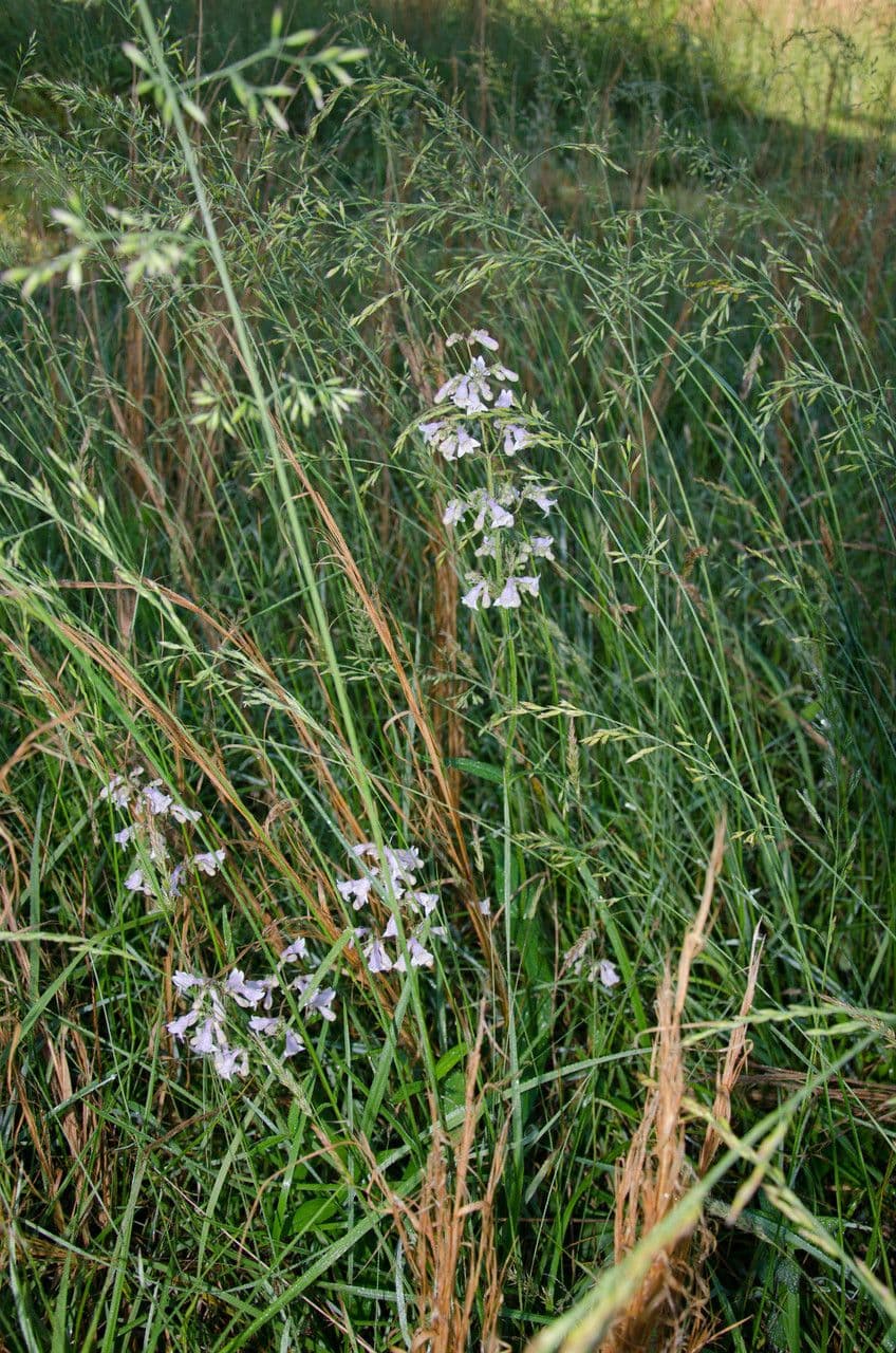 Penstemon šedý 8
