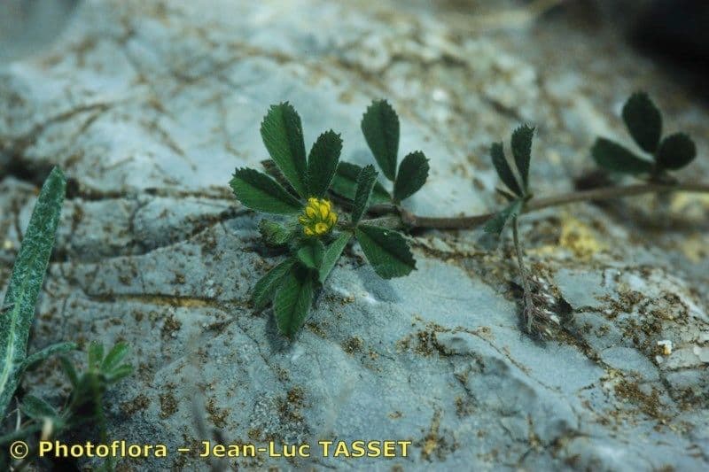 Medicago 5