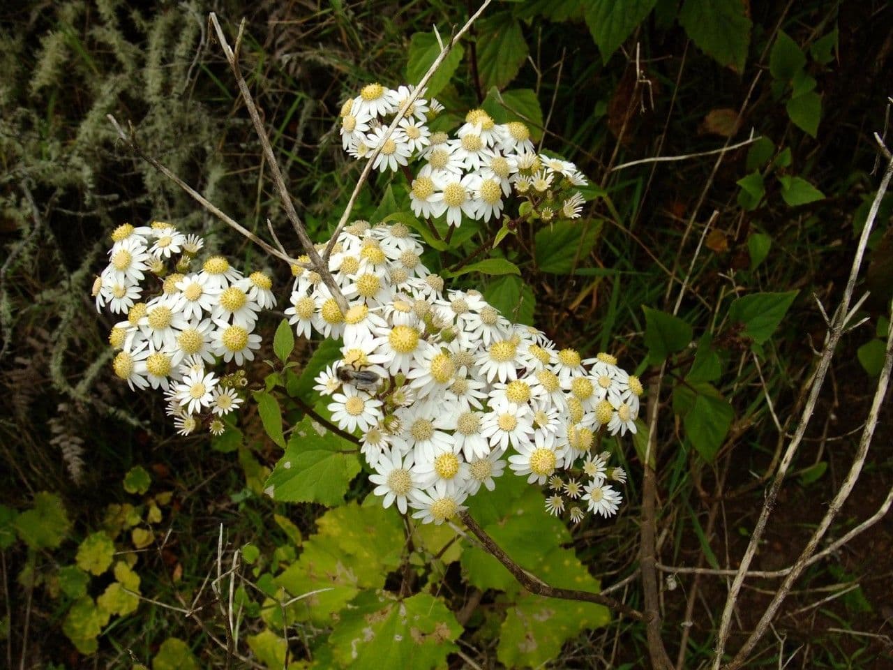 Steetz's Pericallis