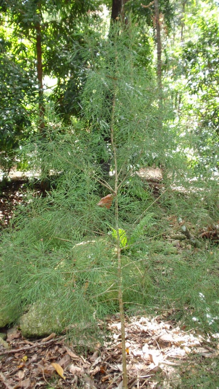 Gymnostoma 2