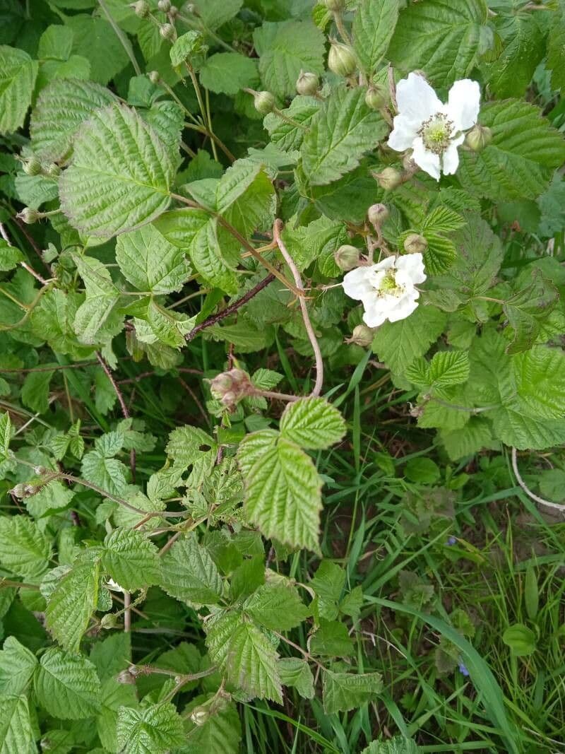 Rovo feroce 4