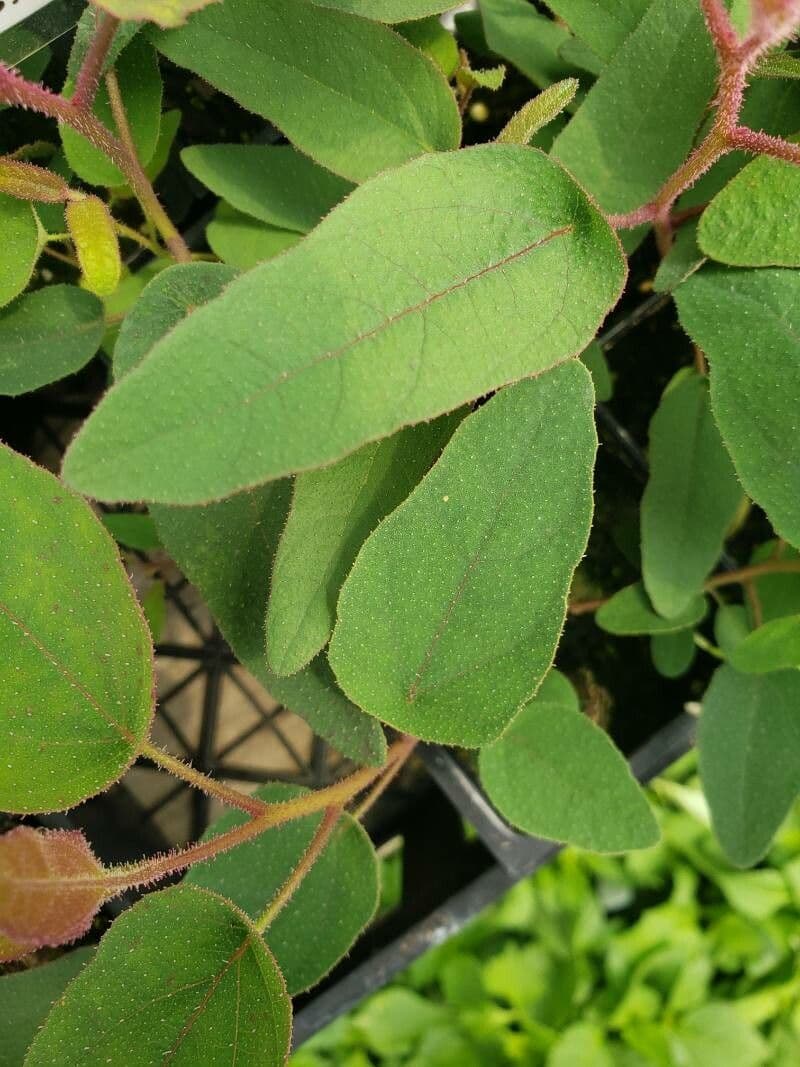 Eucalipto limone 9