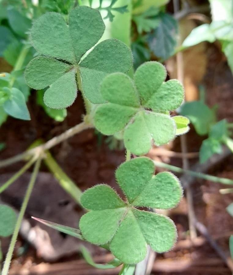 Oxalis conorrhiza 11