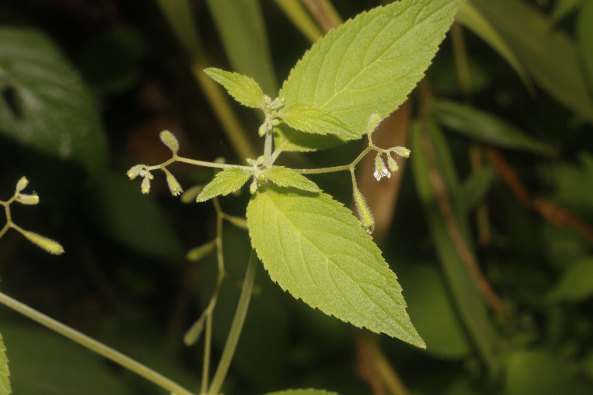 Klaprothia 2