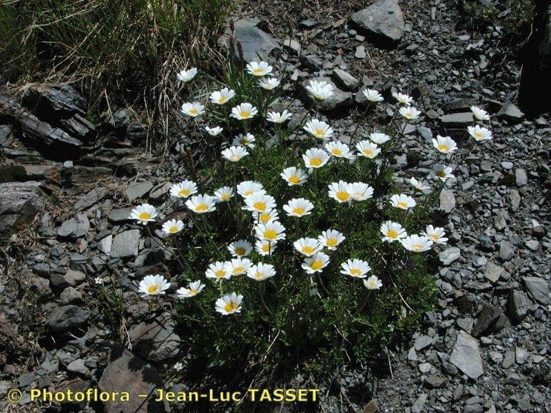 Margherita coronata 3