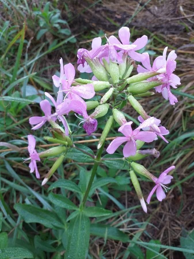 Saponaria comune 10