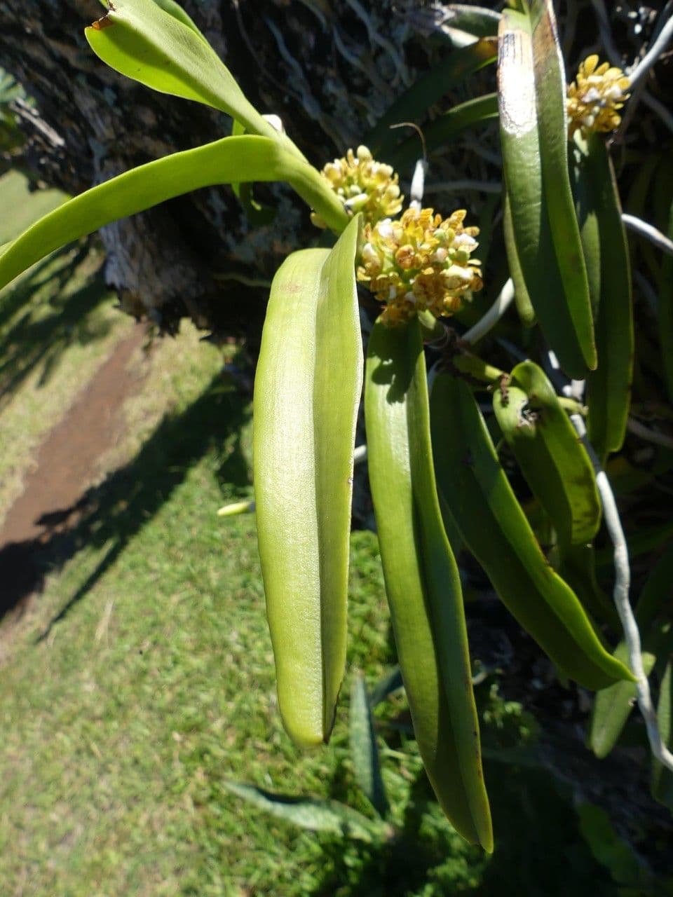 Acampe pachyglossa 13