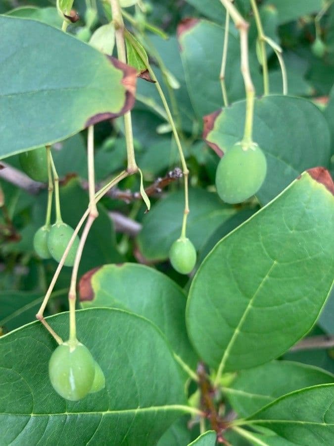Chionanthus 3