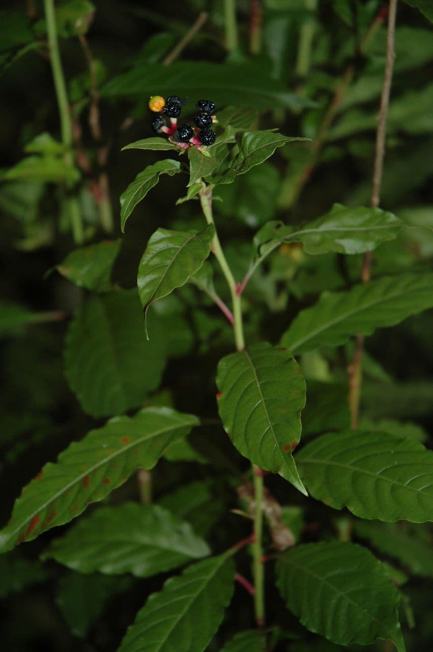 Pleuropetalum 5