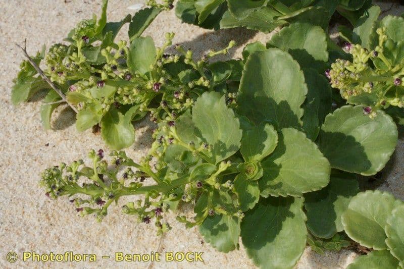 Scrophularia arbustiva 8