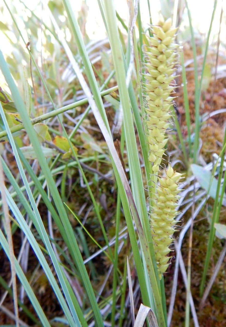 Carice utriculata 4