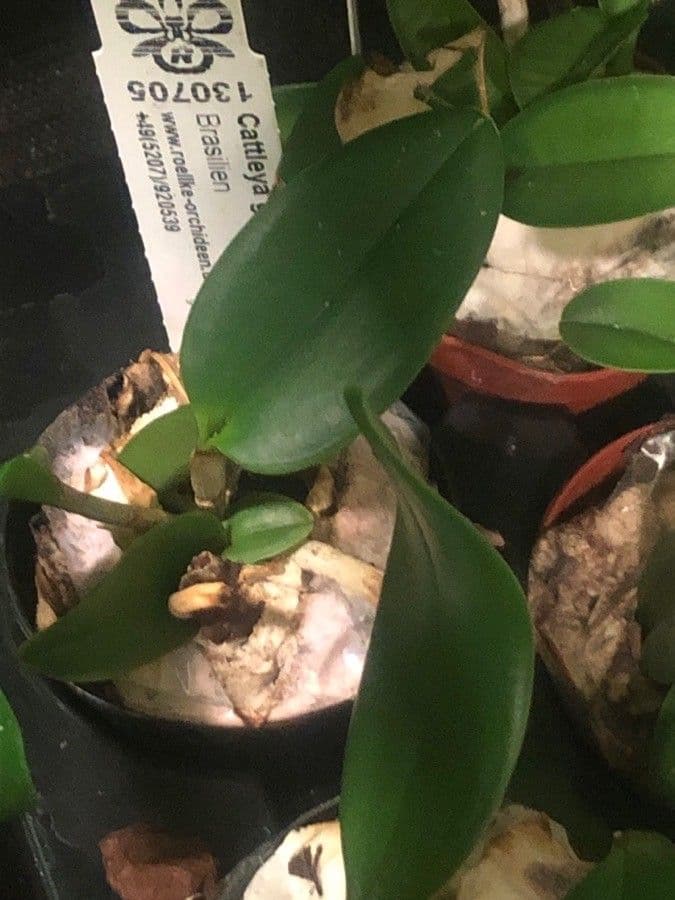 Cattleya maculata 6
