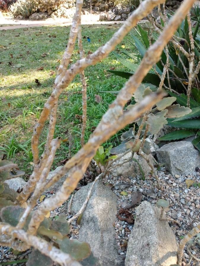 Donkey's ear 22