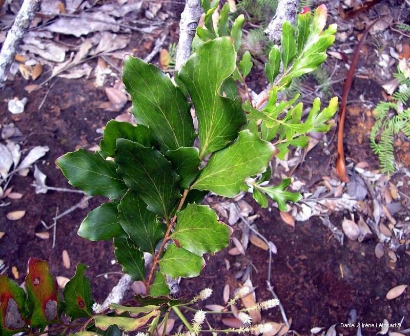 Beauprea 3