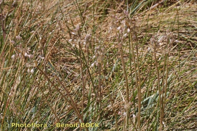 Aglio 8
