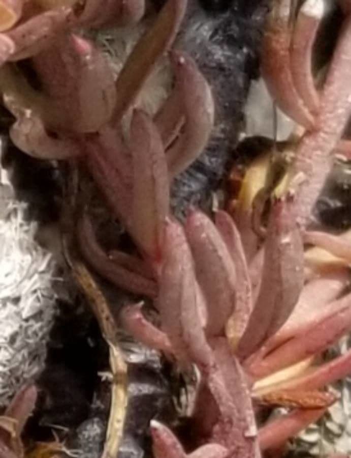 Quinchamalium 12