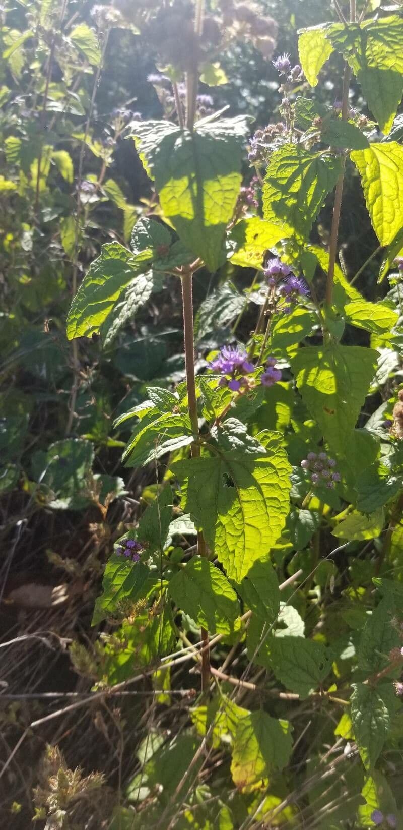 Eupatorio azul 16