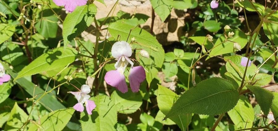Balsamina di Balfour 4