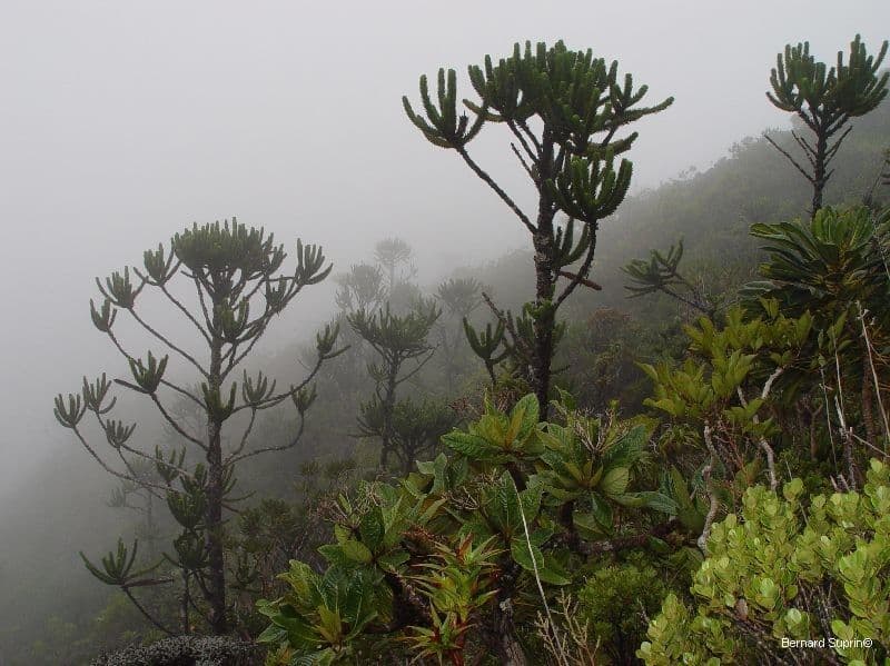 Araucaria 5