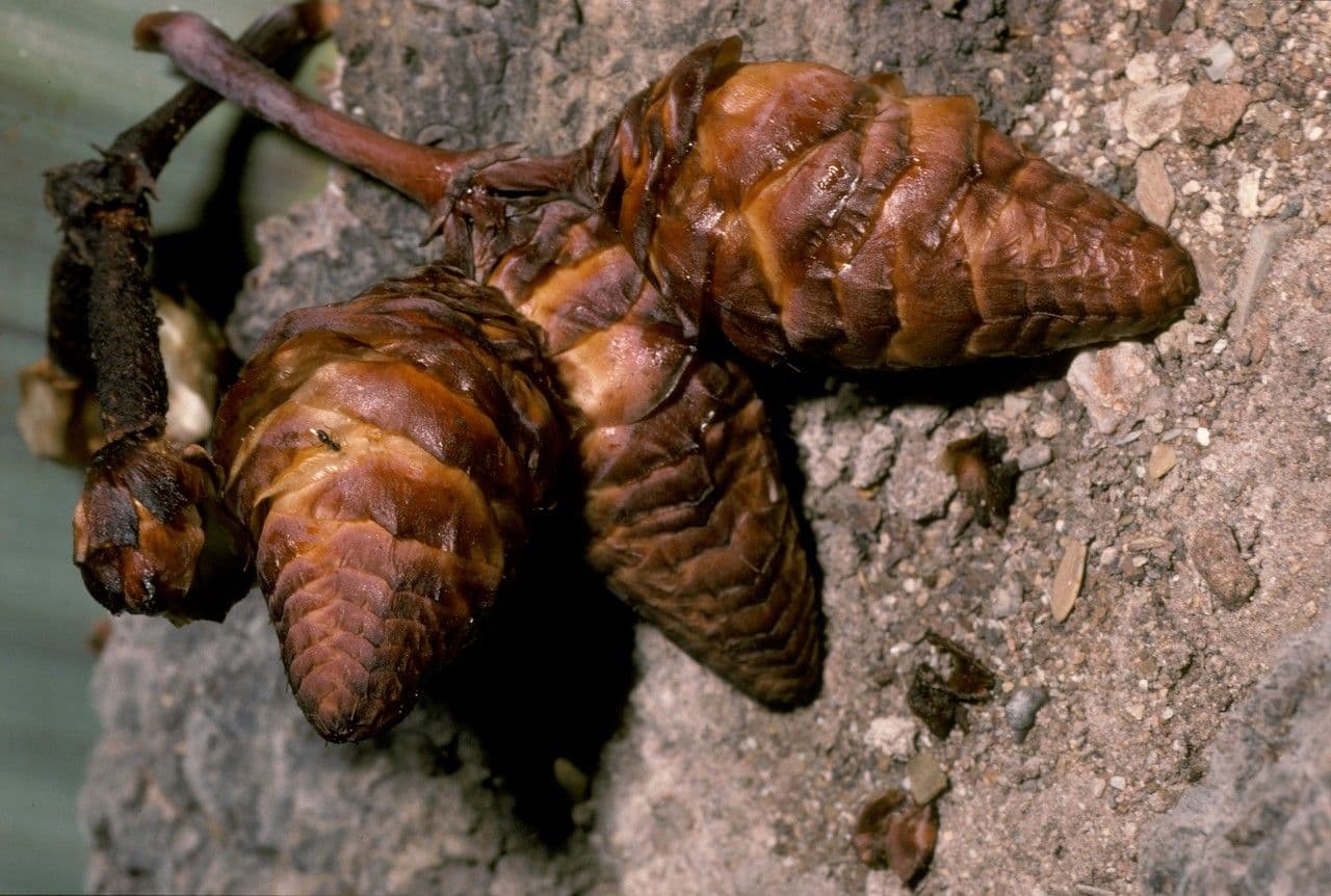 Welwitschia 7