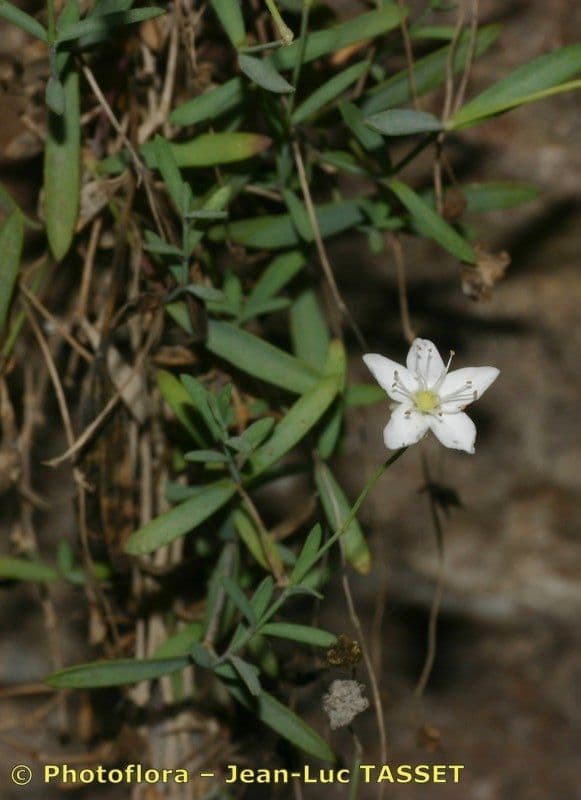 Moehringia 15
