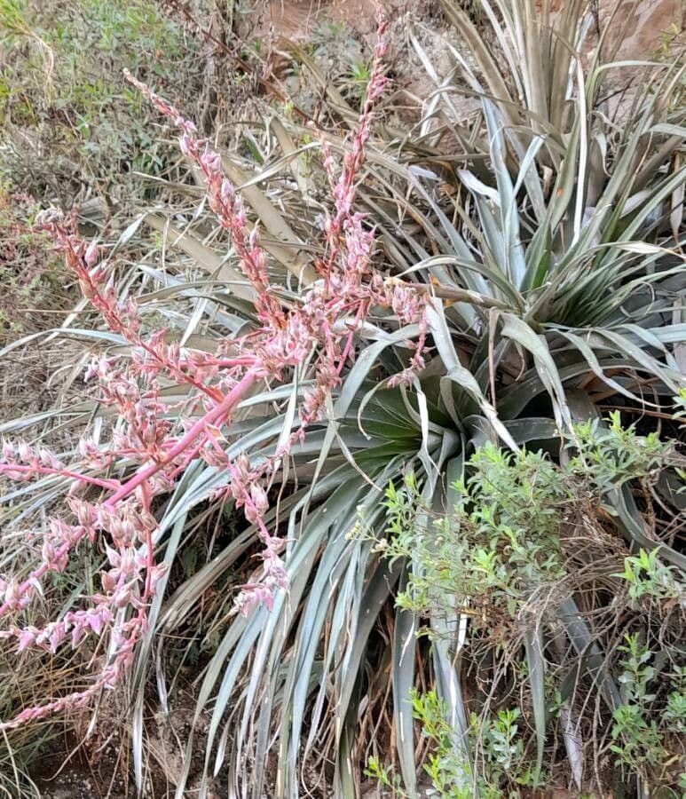 Puya 4