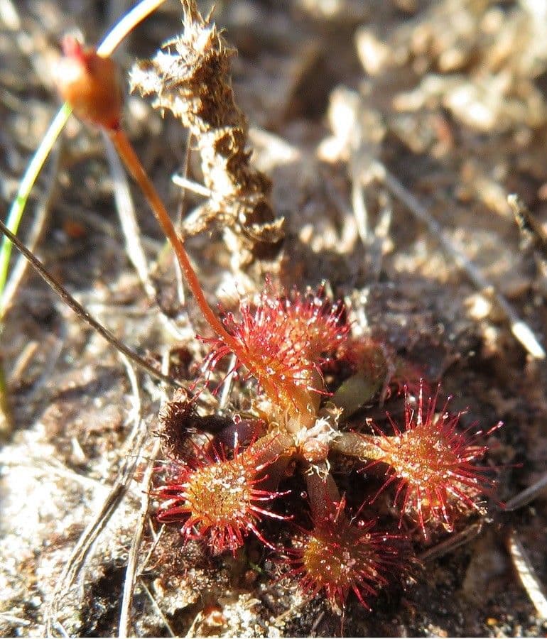 Drosera capillare 8