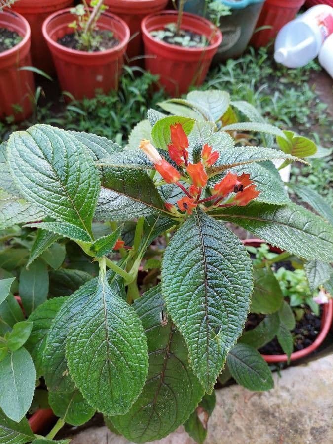 Chrysothemis pulchella 10