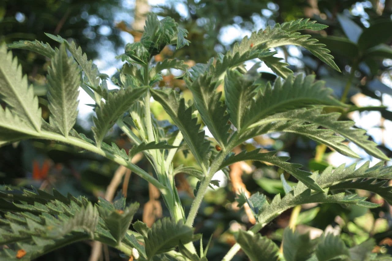 Melianthus 5