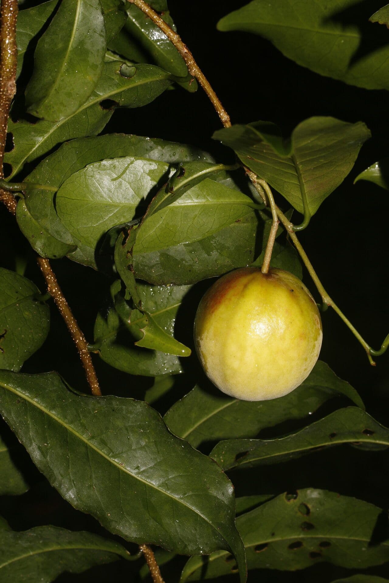 Casearia 5