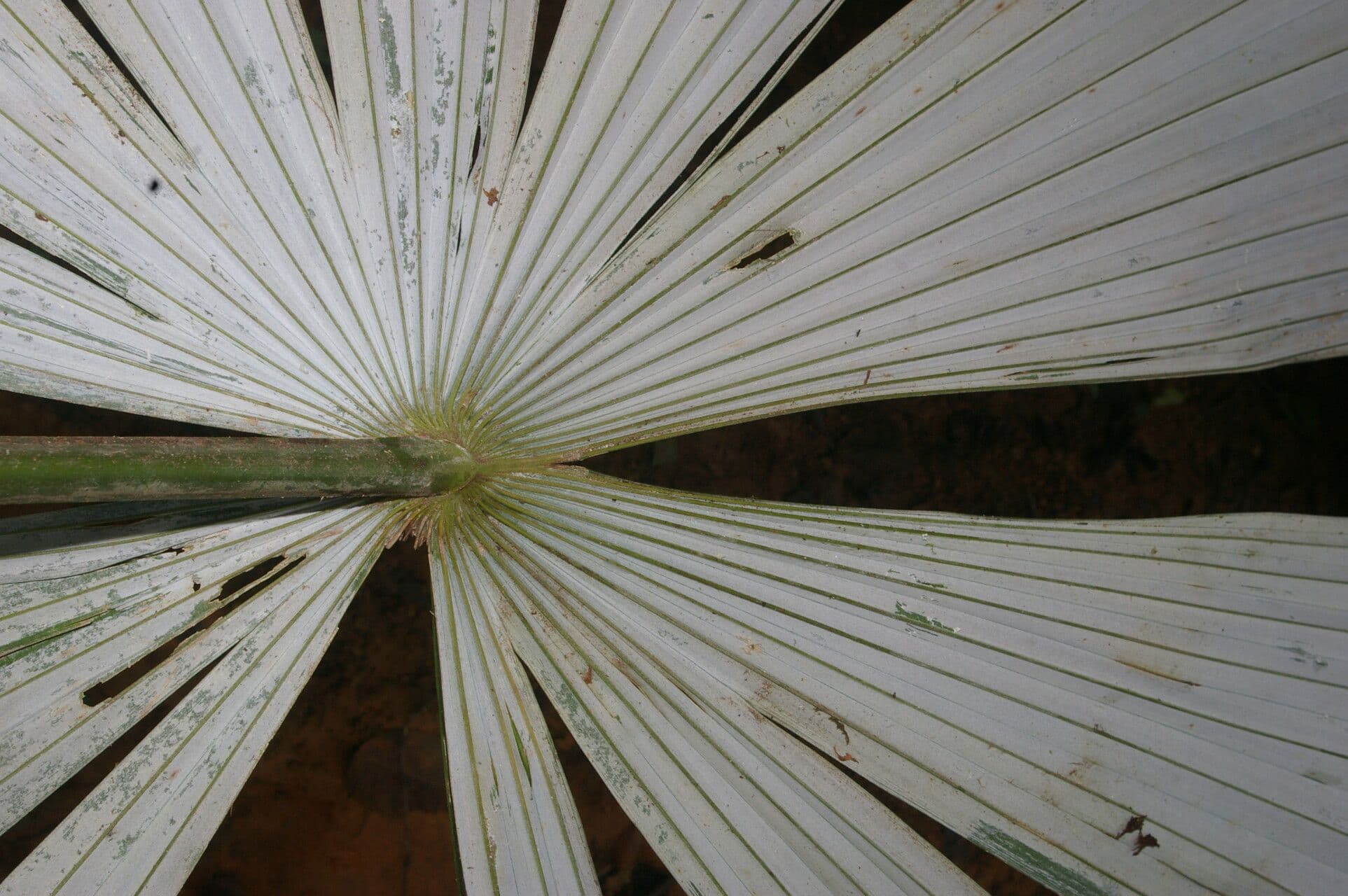 Cryosophila 6