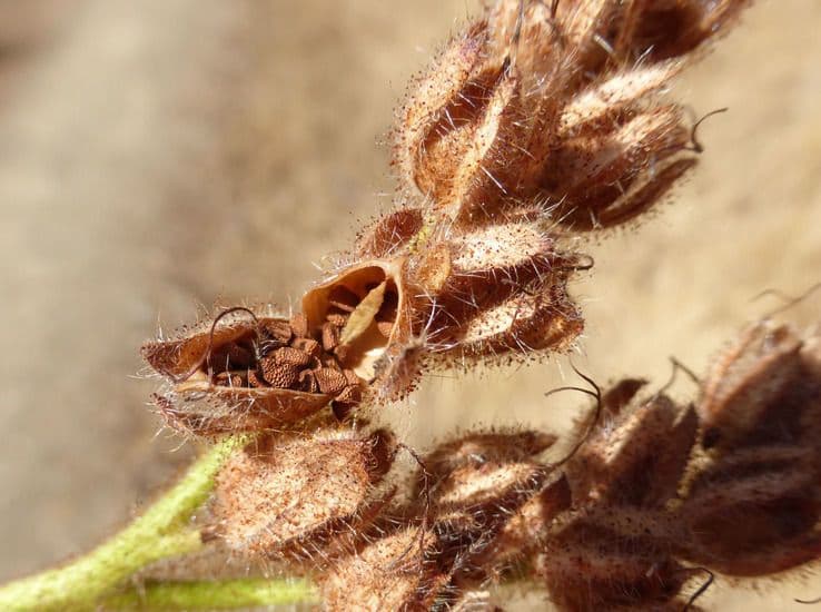 Facelia Bolandera 3