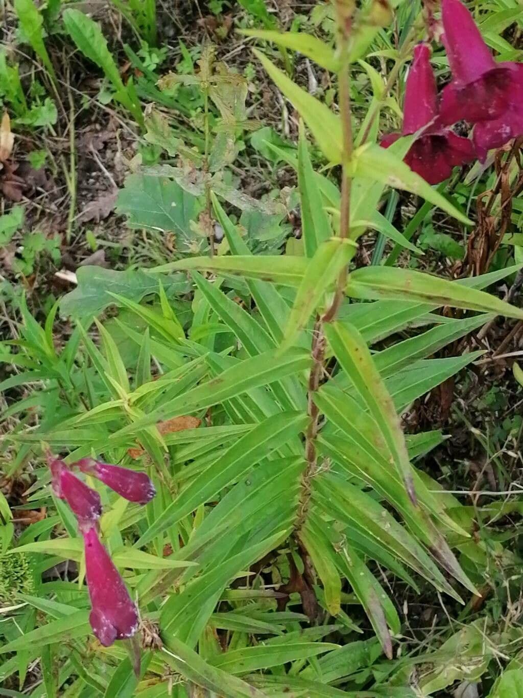 Penstemon di Hartweg 8
