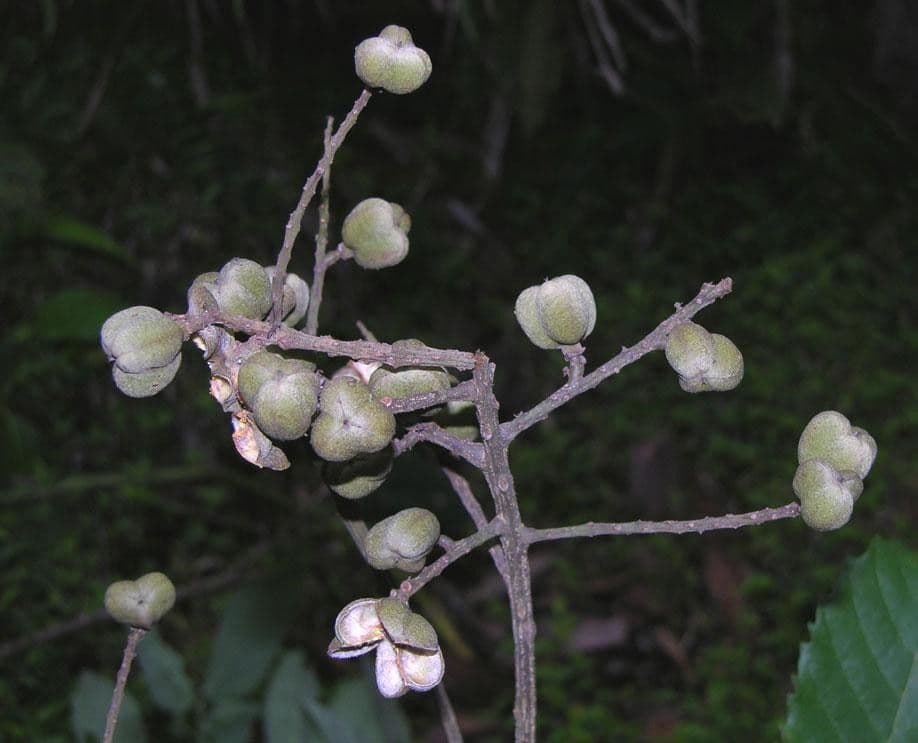 Cupania 17