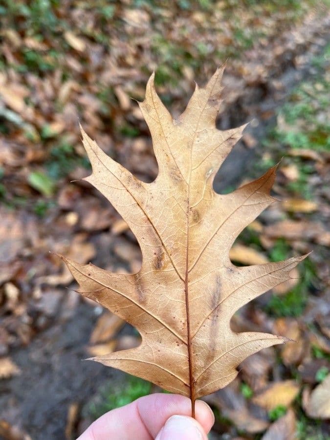 Rot-Eiche 16