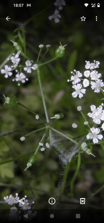 Pignut