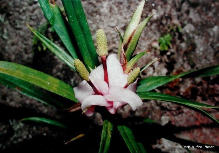 Freycinetia 8