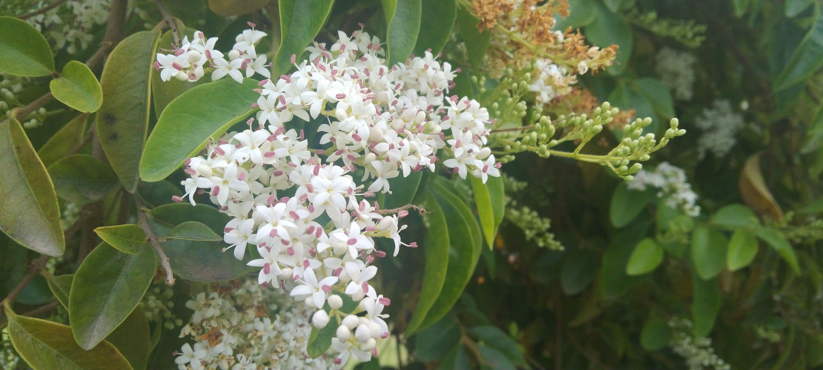 Ehretia 6