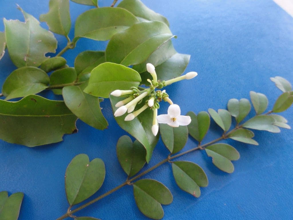 Jasmin 4