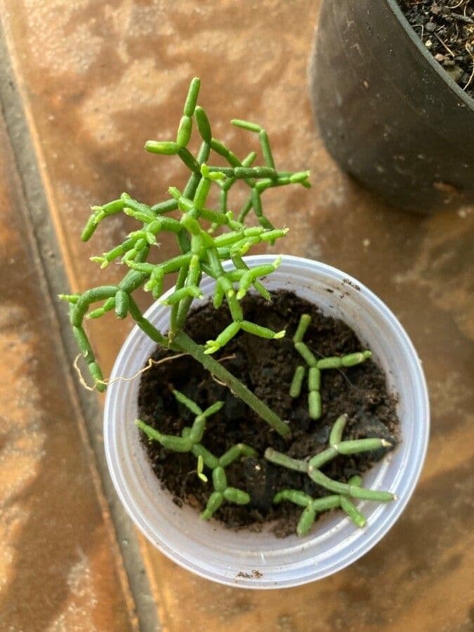 Cactus corail 14