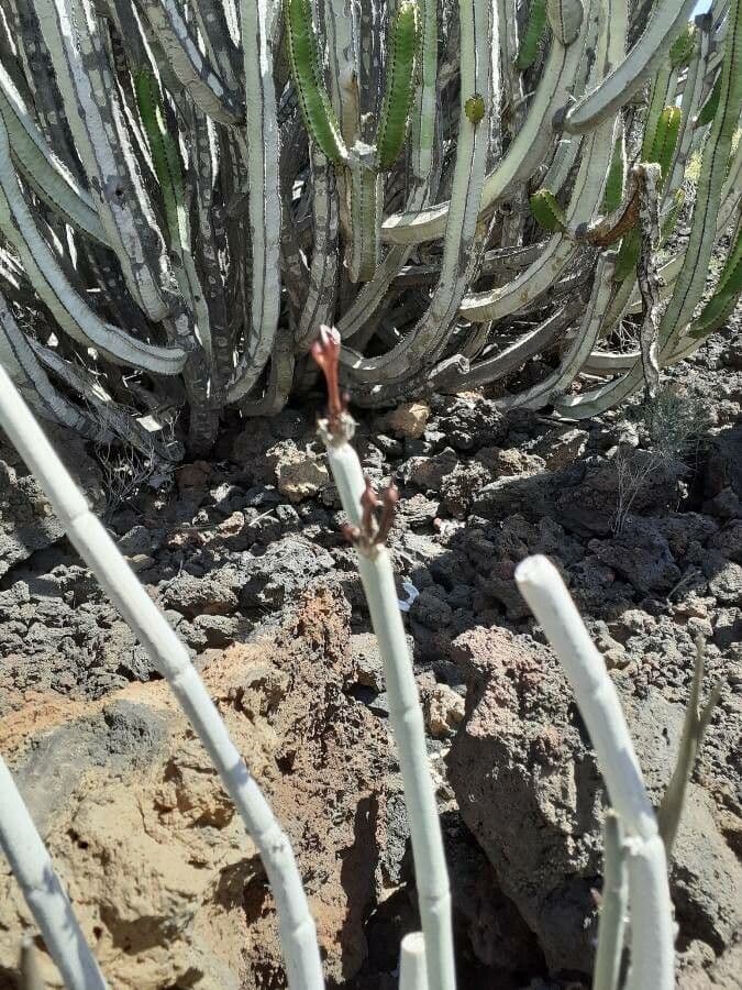 Ceropegia 13