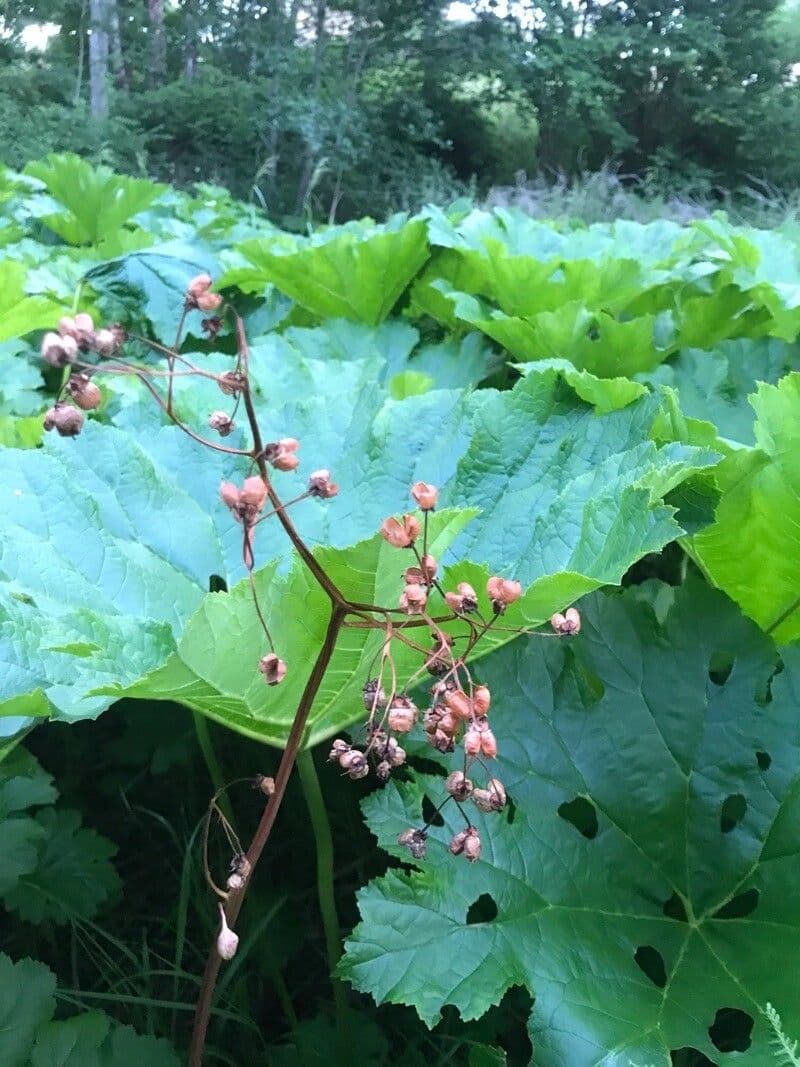 Schildblatt 3