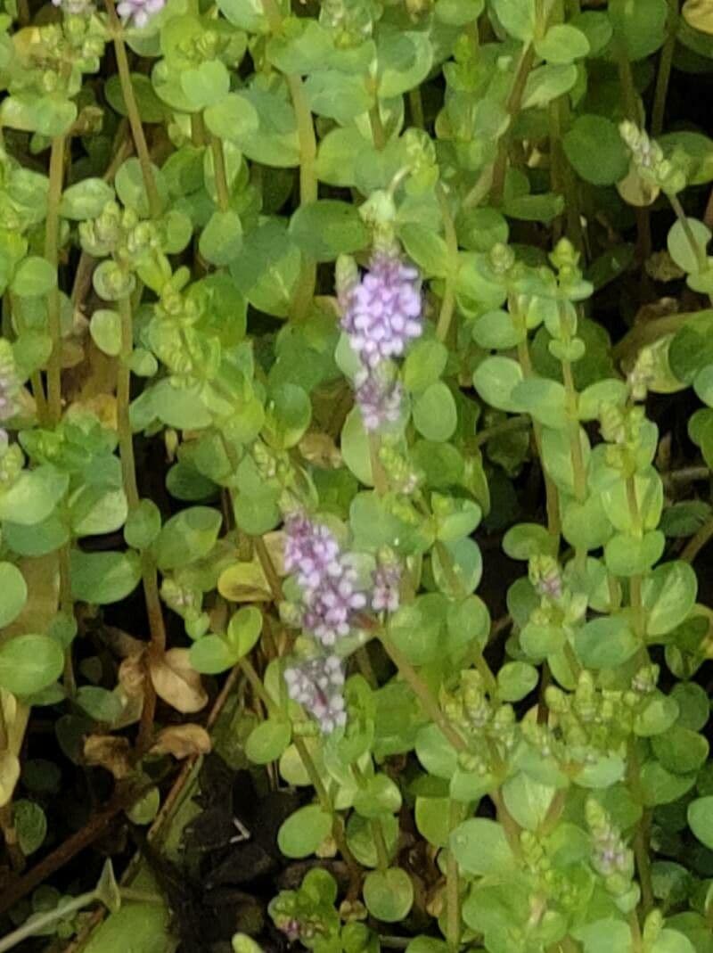 Rotala 4