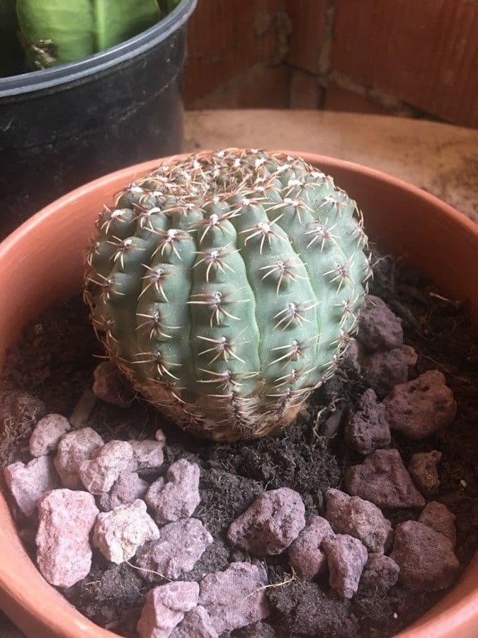 Cactus a palla 11