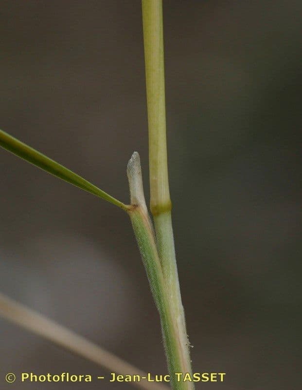 Estipa 23