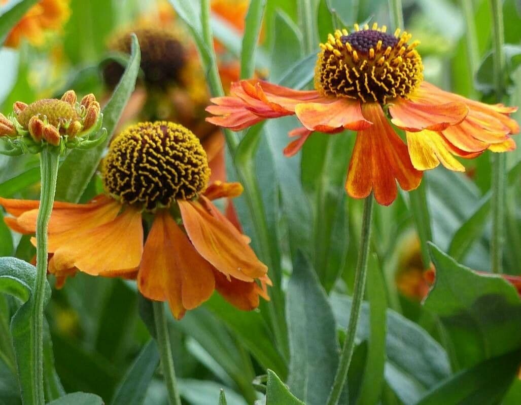 Helenium de otoño 4
