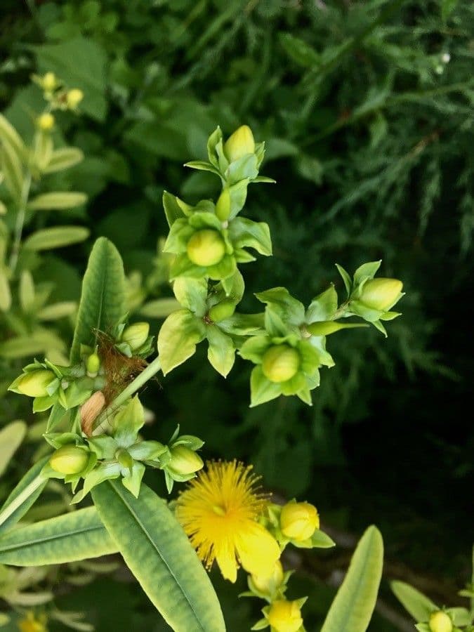 Millepertuis 3