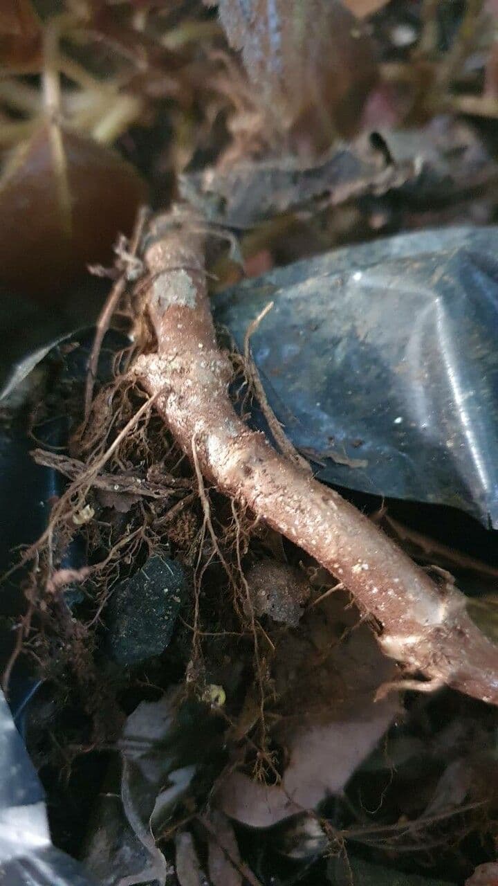 Episcia cupreata 18