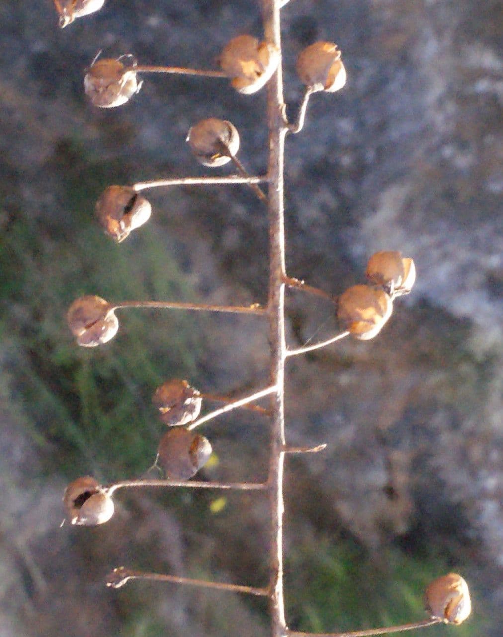 Verbasco 5