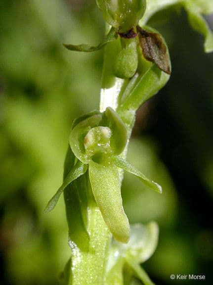 Platanthera stricta 2